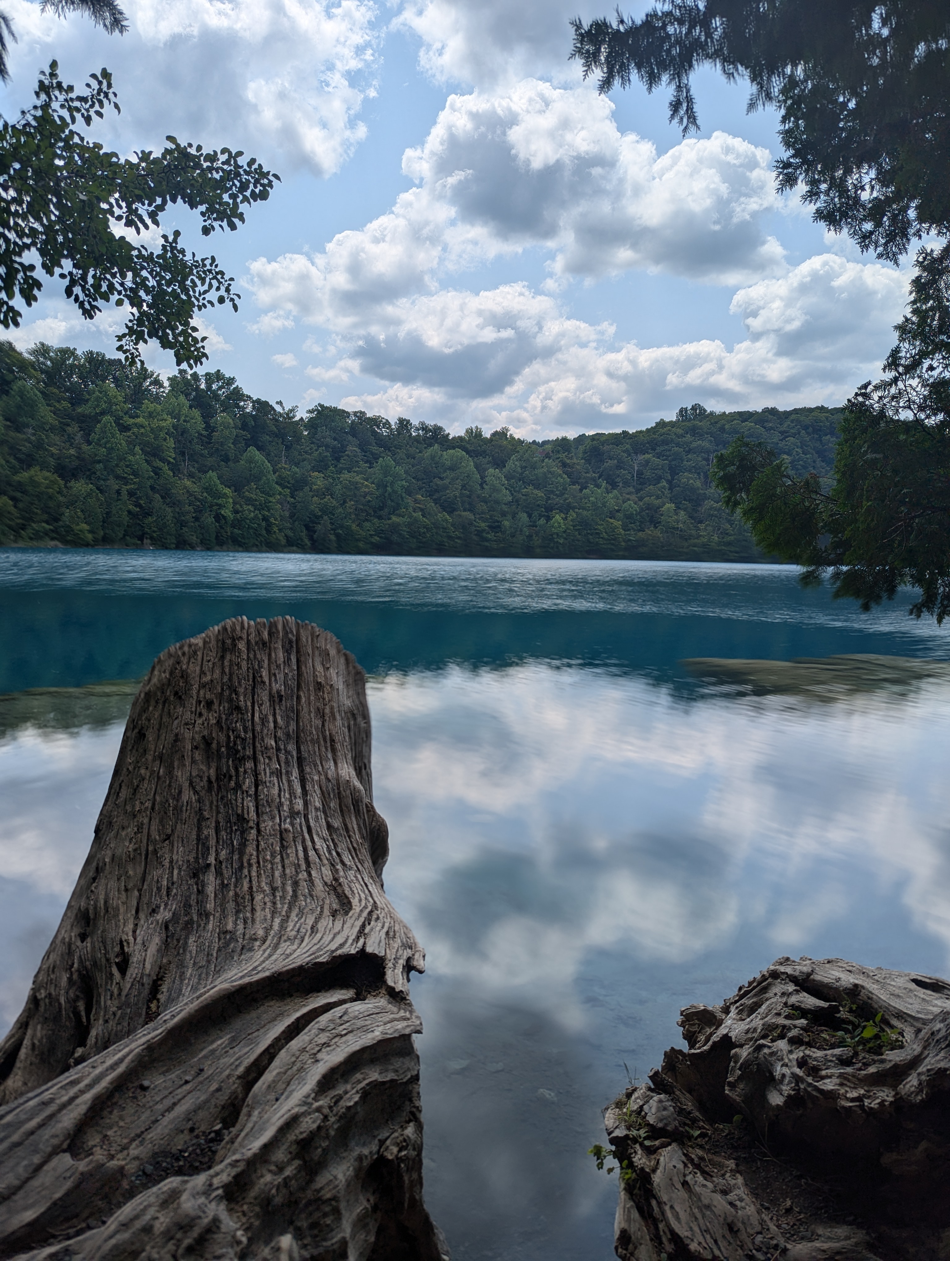 A still blue lake ringed by forest, clouds reflected on the water, with weathered driftwood in the foreground